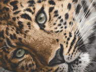 Картина по номерам. Art Craft "Леопард" 40х50 см 11635-AC