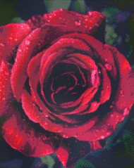 Алмазная мозаика "Роза с каплями росы" 40*50см AM6019                                               