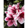 Картина за номерами квіти "Рожева лілія" 30 * 40 КНО2911 - гурт(опт), дропшиппінг 