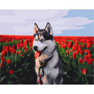 Картина по номерам "Хаски в тюльпановом поле" Brushme BS30983 40х50 см