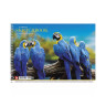 Альбом для малювання Animal PB-SC-030-287-3 спіраль, 30 аркушів - гурт(опт), дропшиппінг 