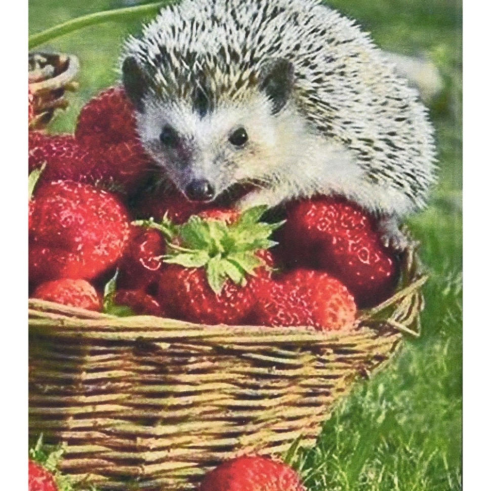 Алмазная мозаика 