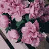 Картина по номерам. Art Craft 