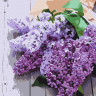 Картина за номерами. Art Craft 