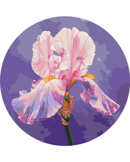 Картина по номерам "Розовый ирис" © Anna Steshenko Brushme RC00078M 30 см