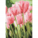 Картина по номерам. Букеты "Весенние тюльпаны" KHO2069, 35х50 см опт, дропшиппинг