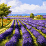 Картина за номерами. Brushme 