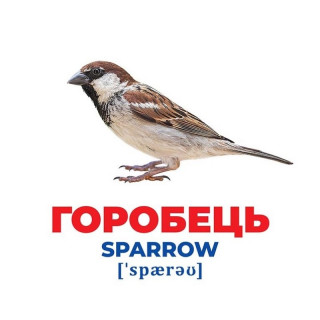 Набір розвиваючих карток Геній з пелюшок 