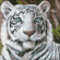 Алмазна мозаїка без підрамника "Бенгальський тигр" AMC7681 20х20 см - гурт(опт), дропшиппінг 