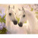 Картина за номерами. Тварини, птахи "Пара коней" KHO2433, 40х50 см - гурт(опт), дропшиппінг 