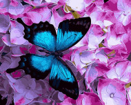 Картина по номерам. Brushme " Бабочка на цветах " GX21627, 40х50 см                                          