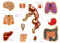 Детская обучающая игра с многоразовыми наклейками "Тело человека" KP-004y на укр. языке                     опт, дропшиппинг