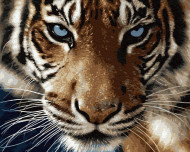 Картина по номерам. Brushme "Взгляд тигра" GX8767, 40х50 см