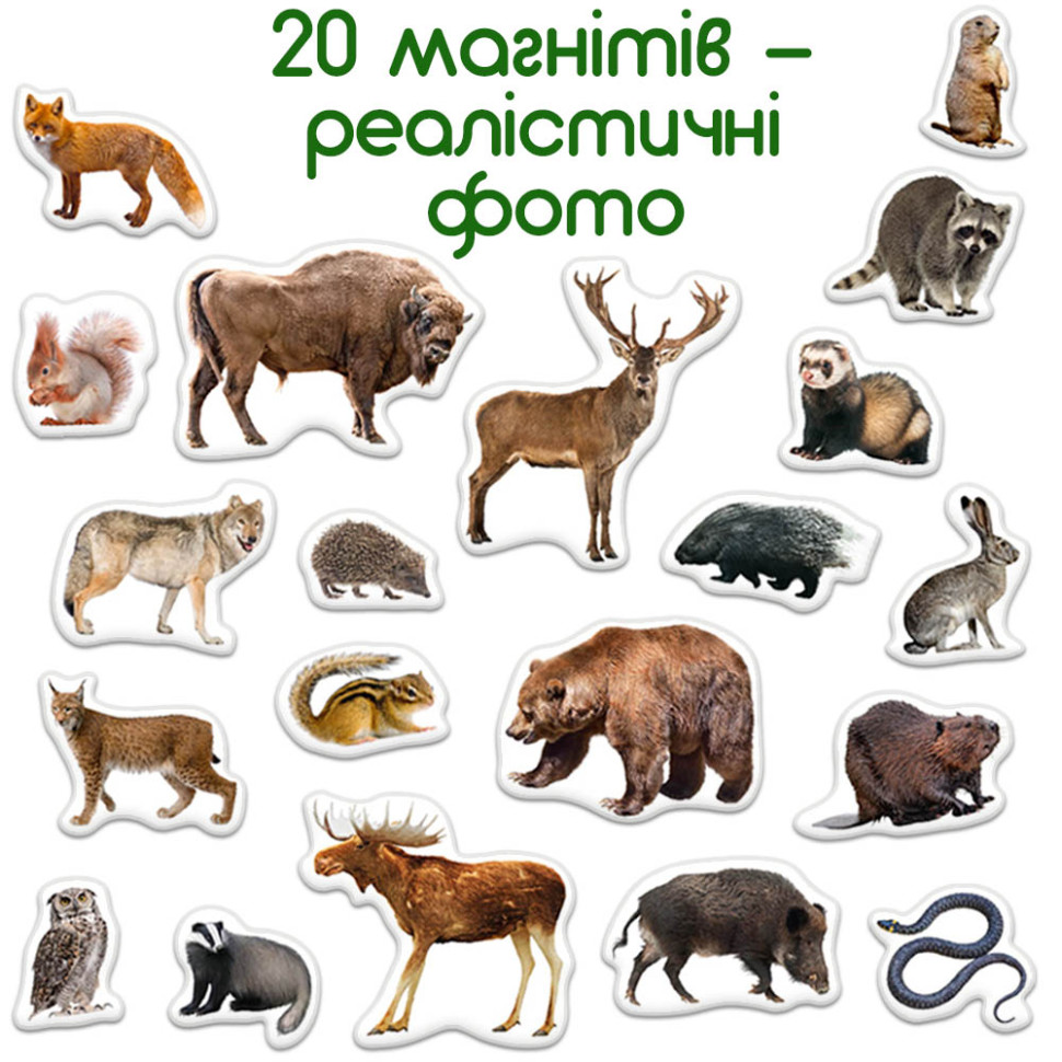 Дитячий набір магнітів Лісові мешканці фото ML4031-29 EN - гурт(опт), дропшиппінг