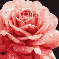 Картина по номерам "Совершенная роза" ©art_selena_ua KHO3236, 40х40см