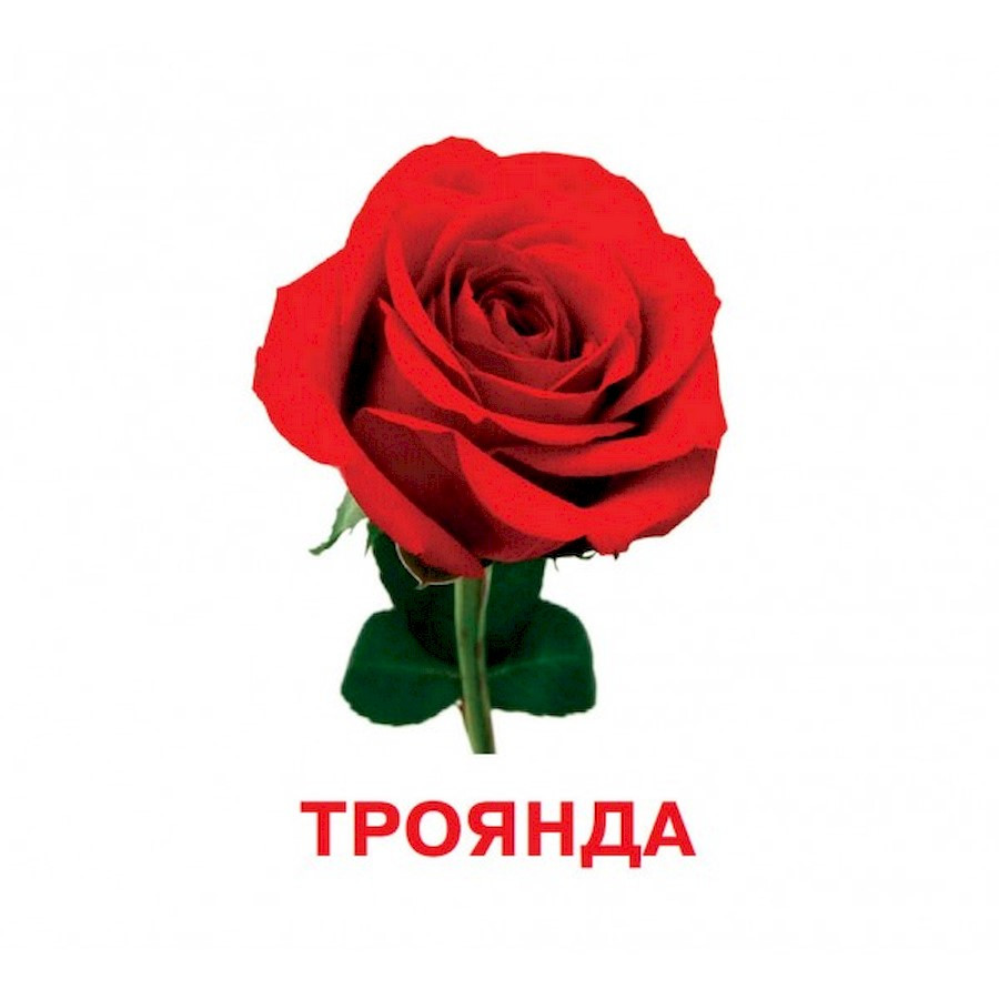 Розвиваючі картки для дітей Квіти J012y, 18 картинок - гурт(опт), дропшиппінг 