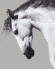 Картина по номерам. Brushme "Белая лошадь" GX25707, 40х50 см опт, дропшиппинг