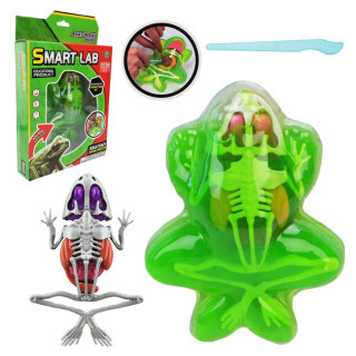Детский лабораторный набор Лягушка 801B, скелет, внутренние органы
