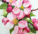 Картина по номерам. Rosa „Яблоневый цвет“ N00013255, 35х45 см опт, дропшиппинг